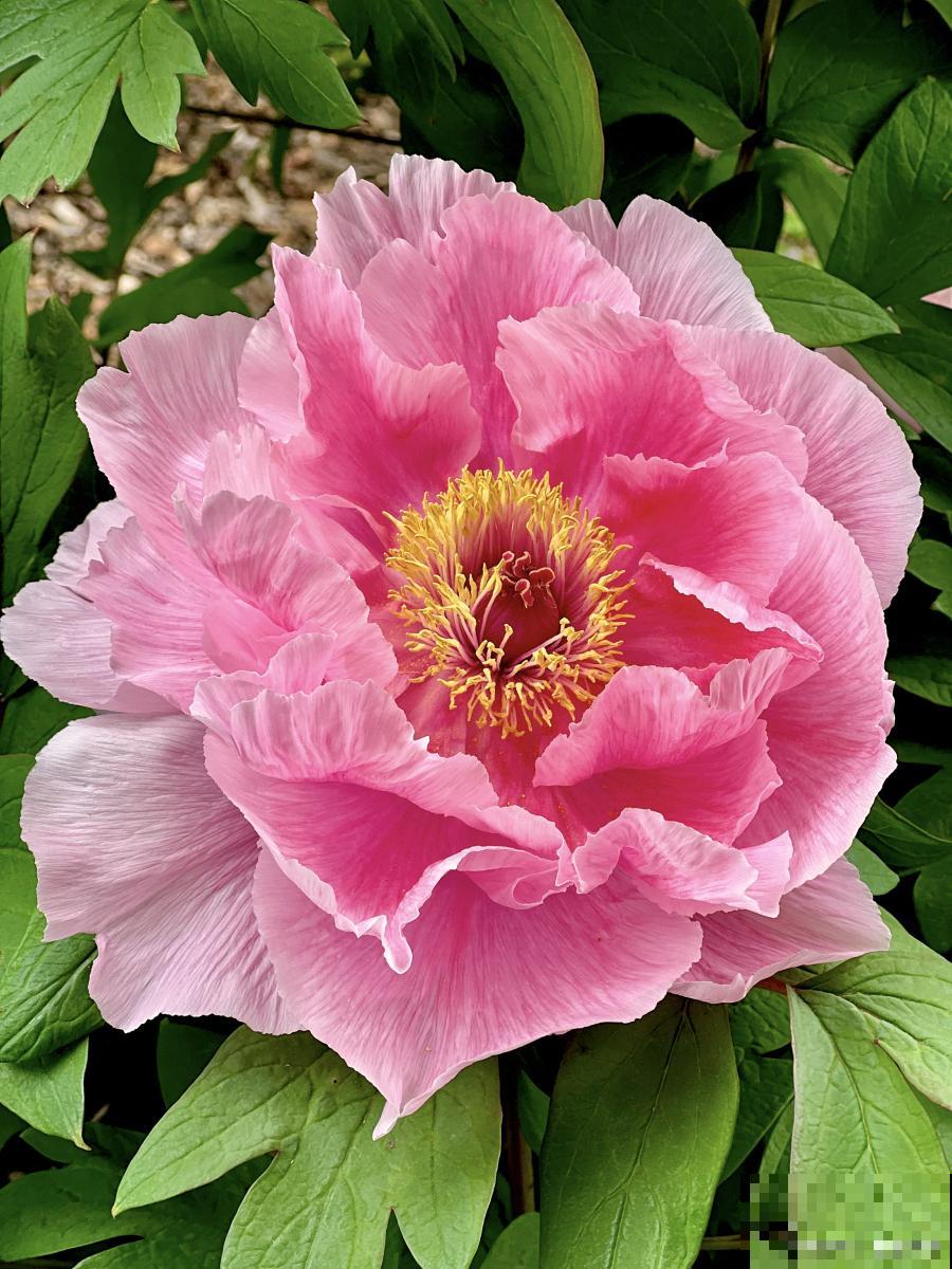 草本牡丹怎么养? 草本牡丹怎么养?