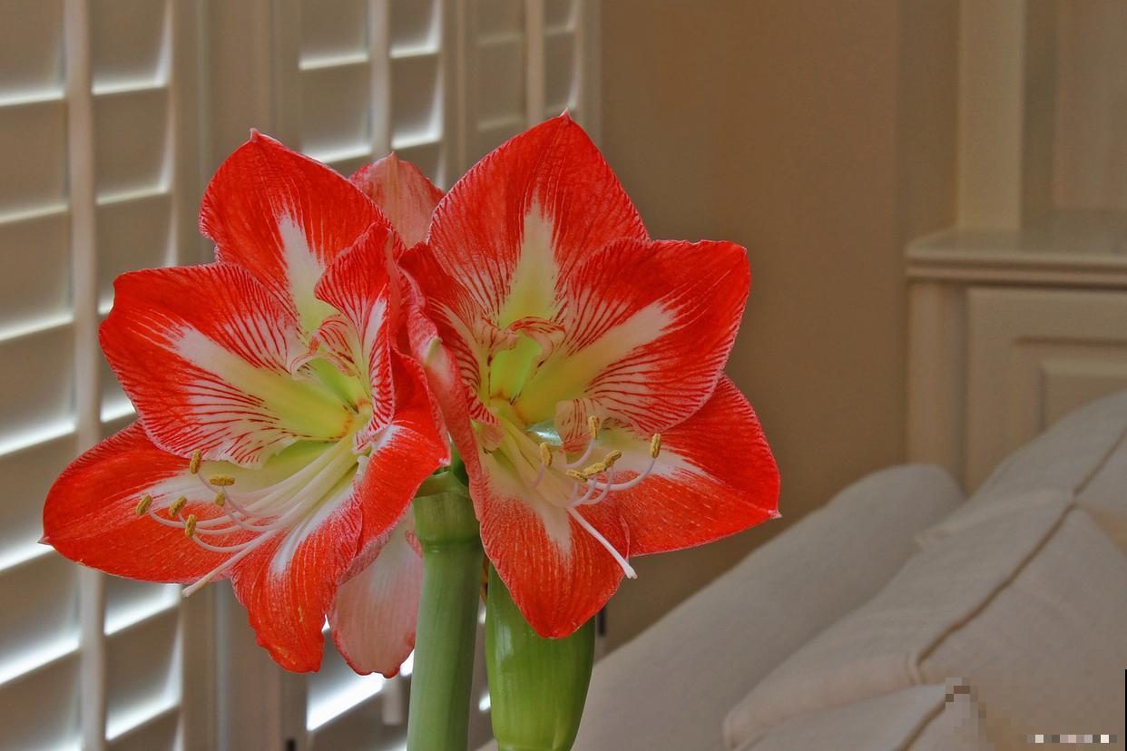 没有阳光的室内适合养什么花