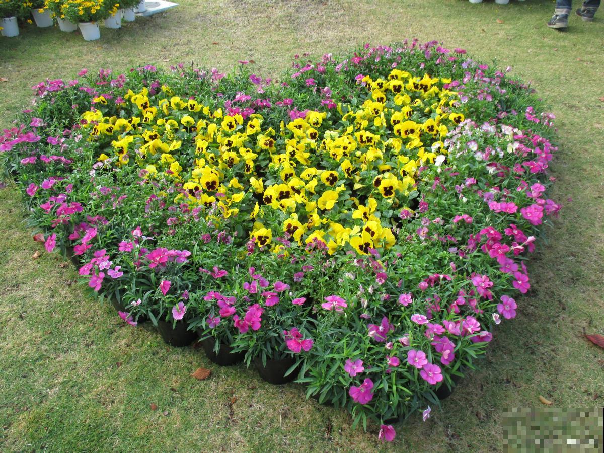 草花怎么去养殖？