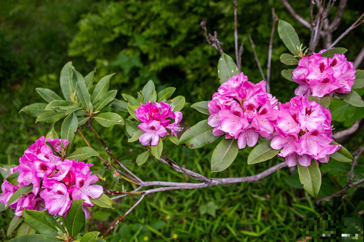 种植杜鹃花用什么土壤