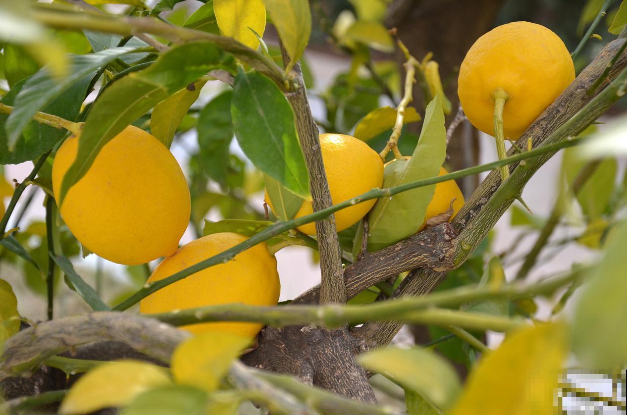 柠檬树怎么疏花蕾