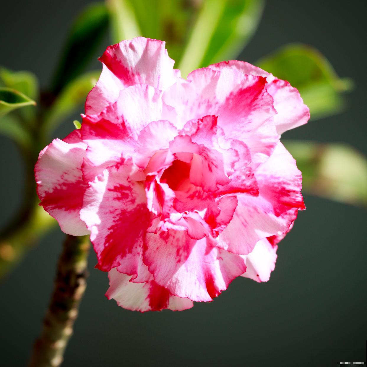 沙漠玫瑰如何过冬 沙漠玫瑰如何过冬