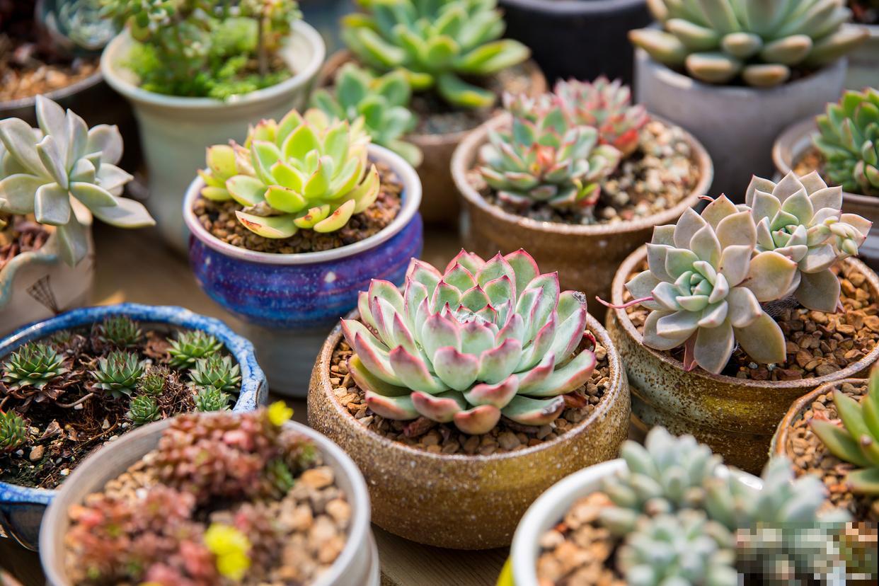 吉娃娃多肉怎么繁殖