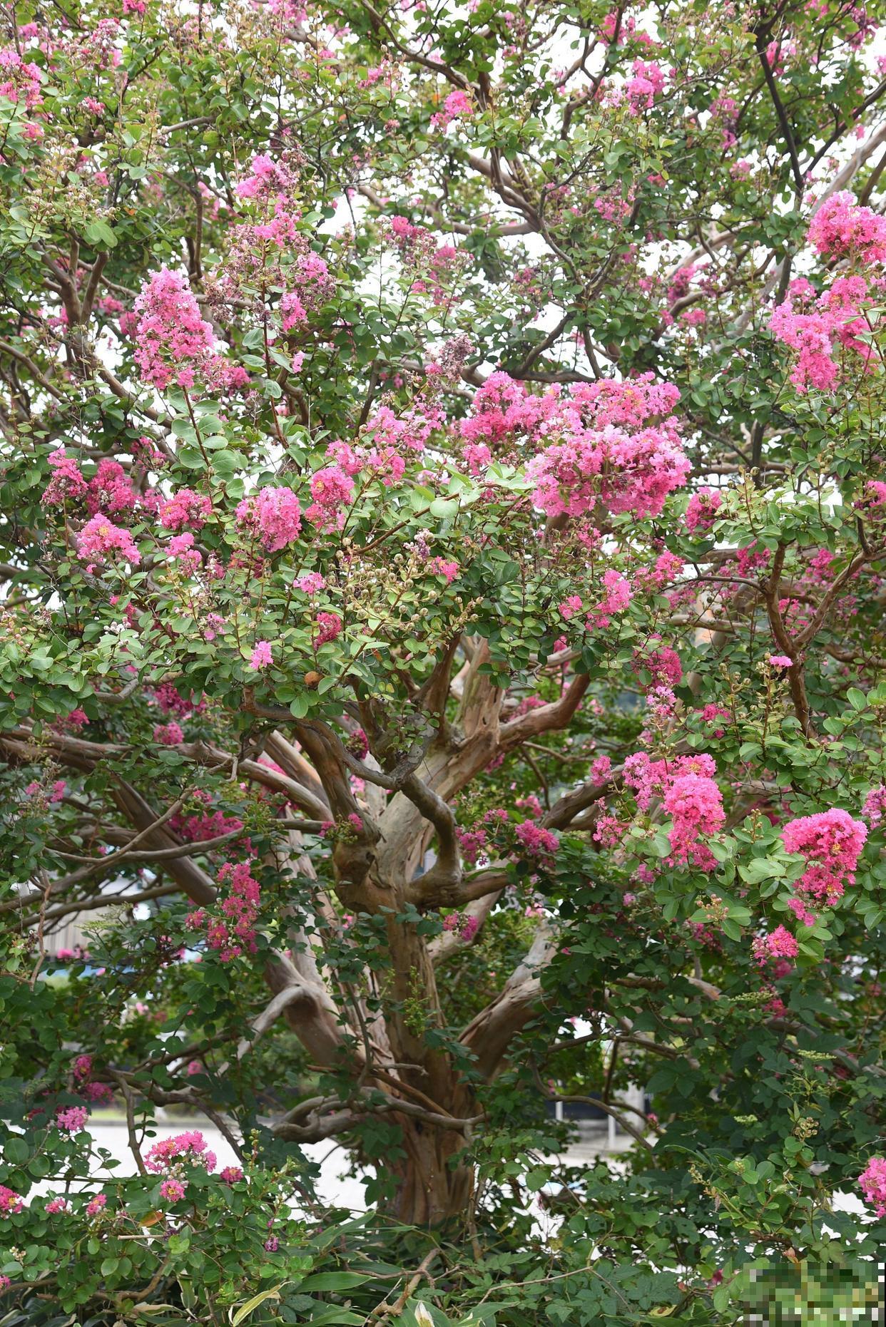 紫薇树施什么肥最好