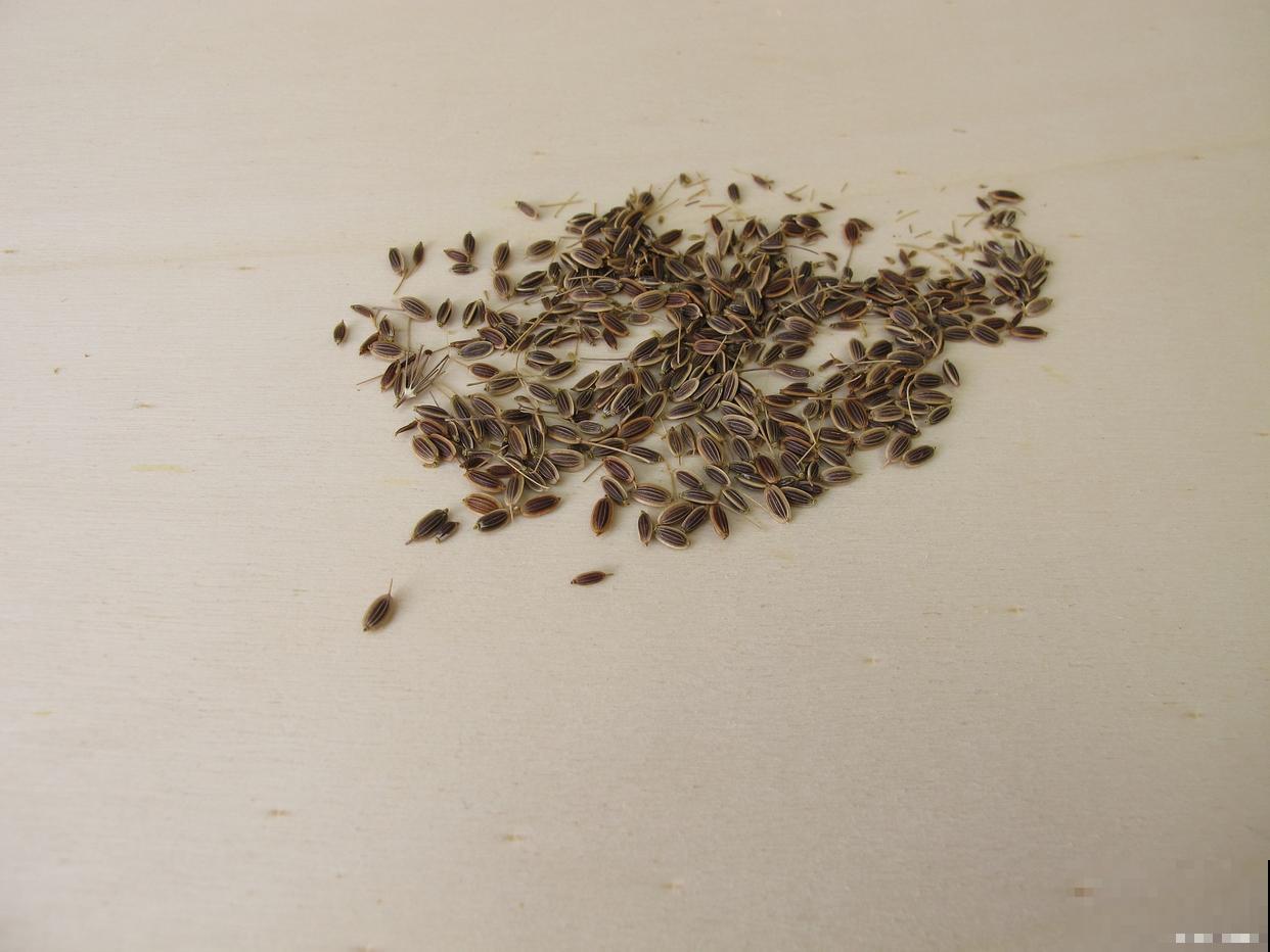 茑萝松种子怎么种