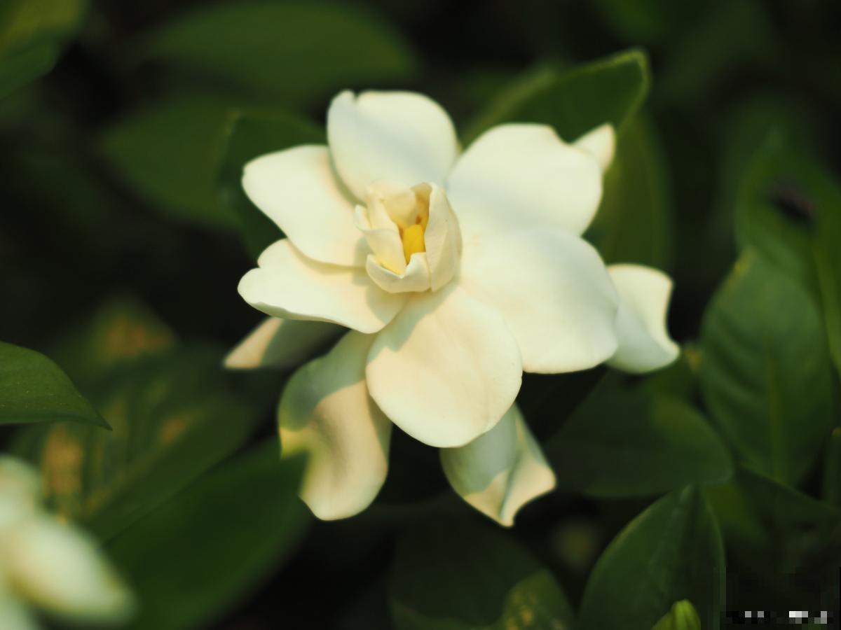 如何养护栀子花？