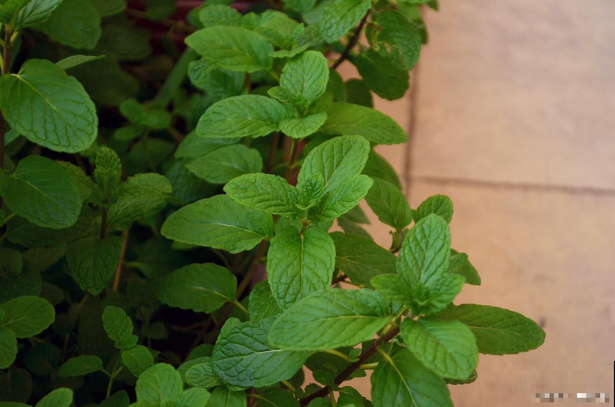 薄荷种类有哪些？