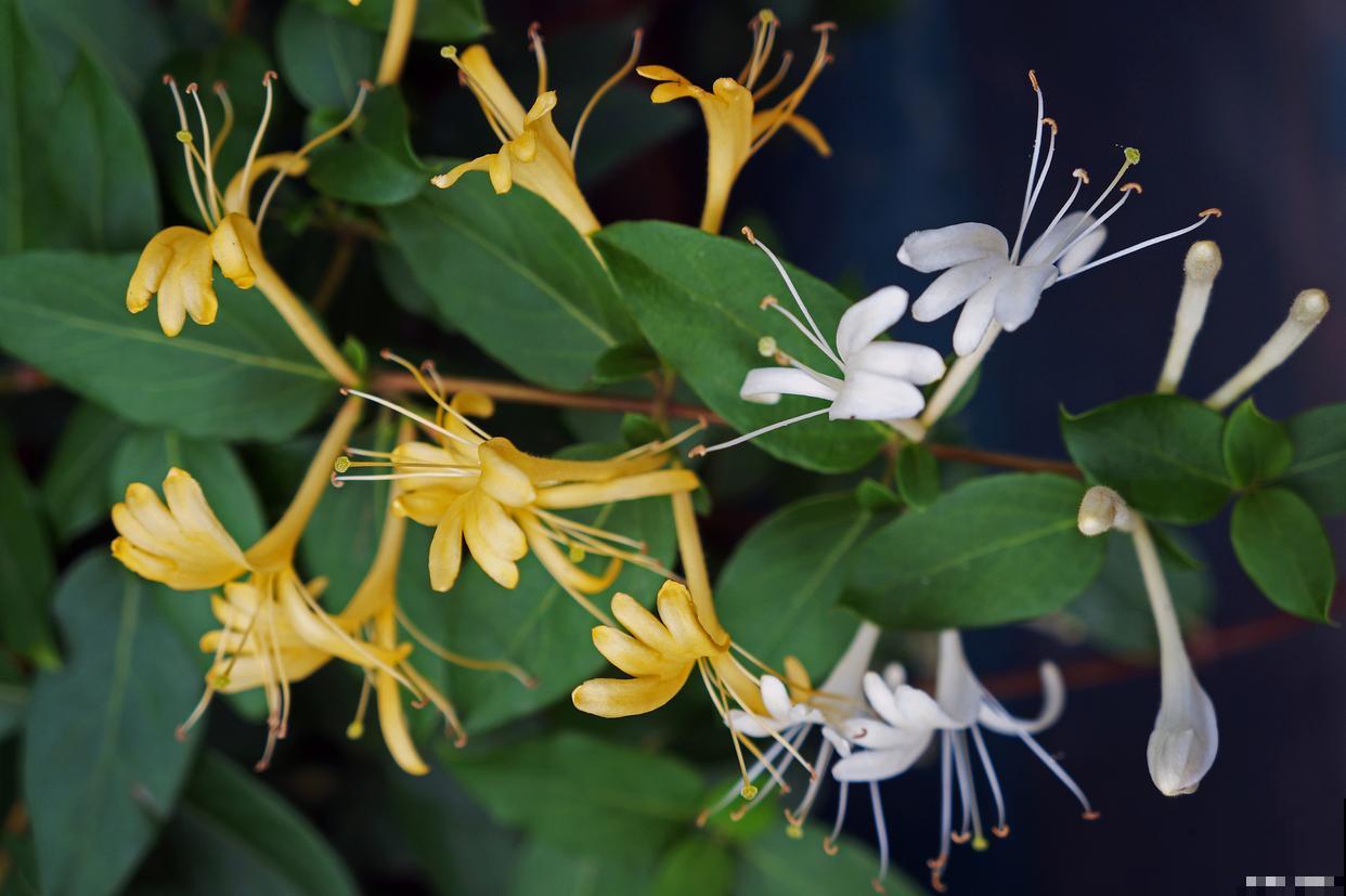 金银花施什么肥料最好