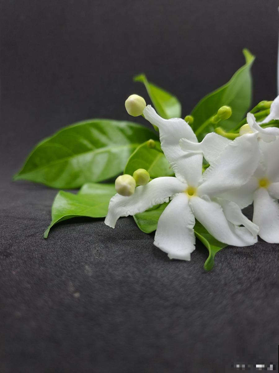 香水茉莉怎么繁殖 香水茉莉怎么繁殖
