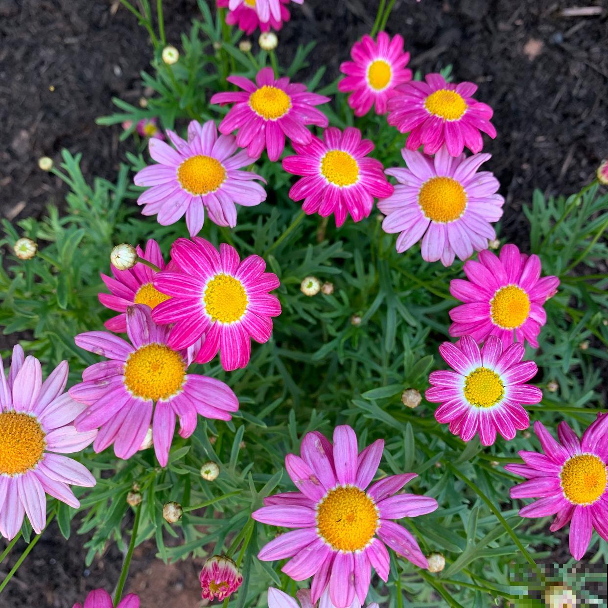 瓜叶菊怎么繁殖？