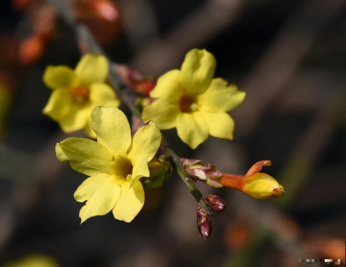 迎春花如何繁殖？