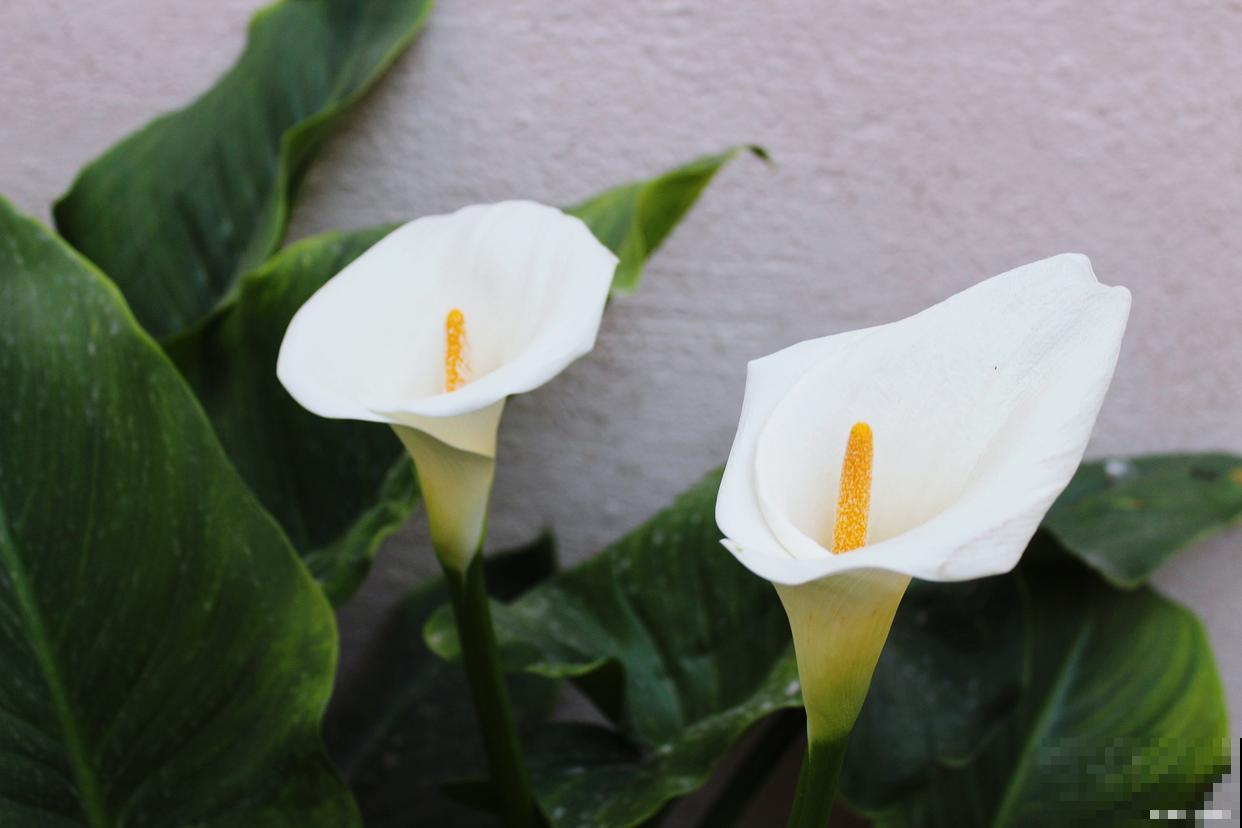 如何让白掌开花? 如何让白掌开花?