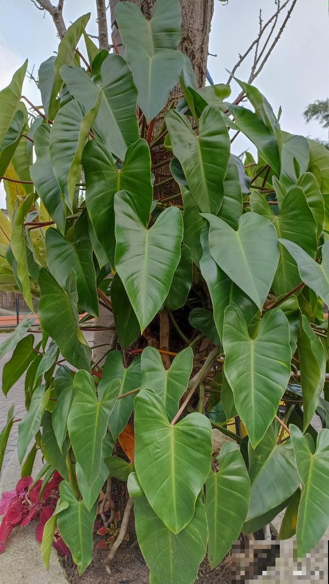 合果芋水培怎么养