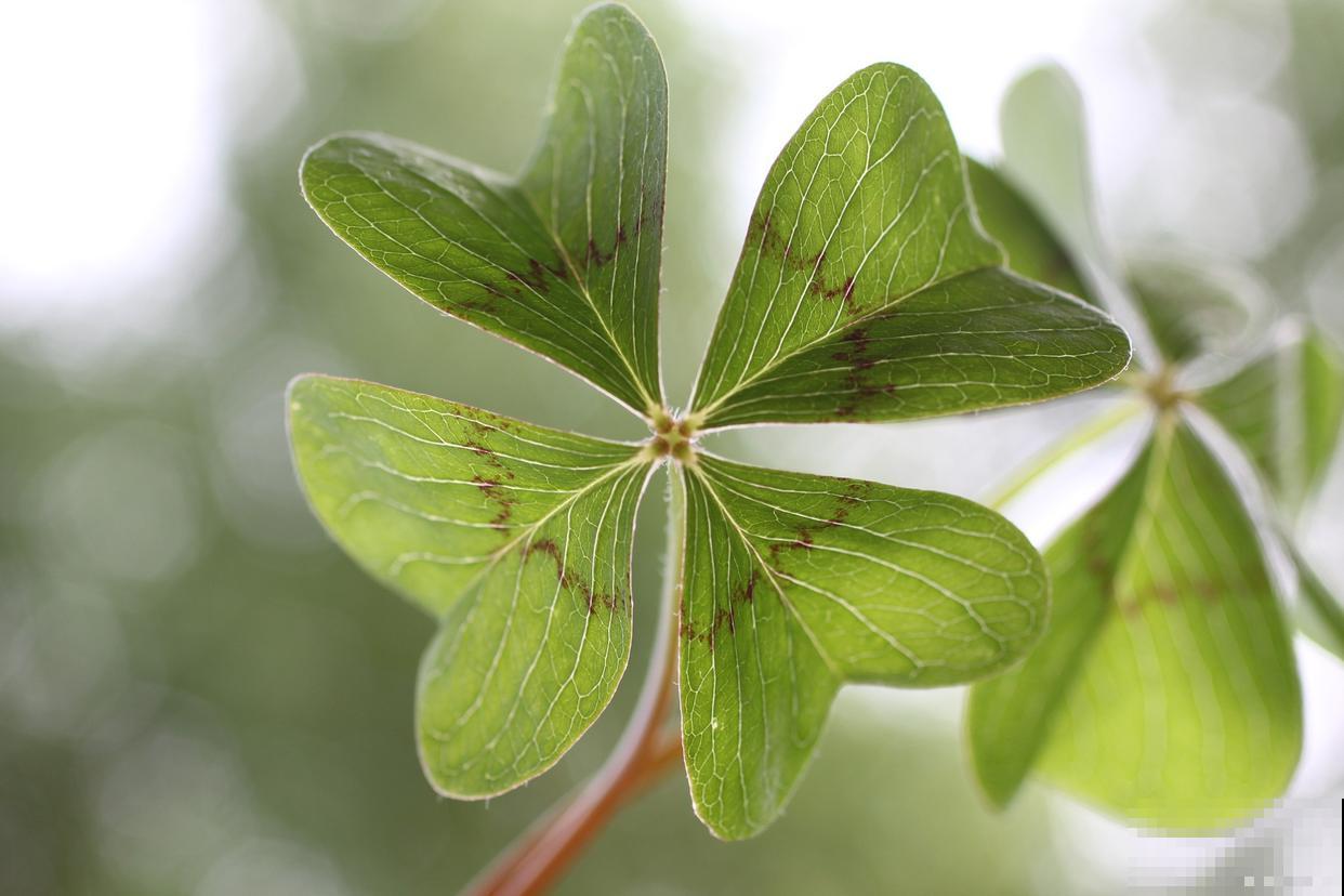 浇水太多植物会烂根吗 浇水太多植物会烂根吗