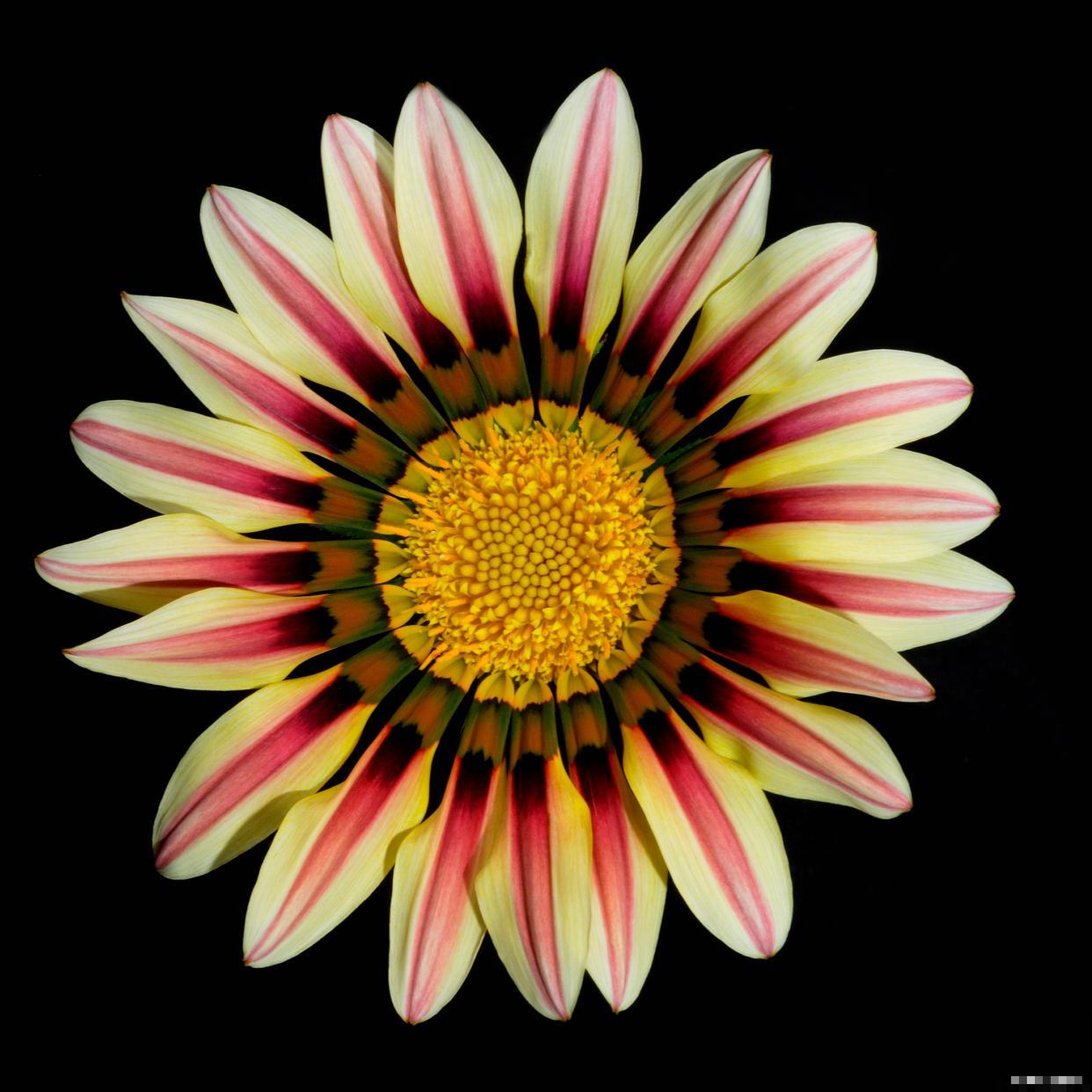 勋章菊夏天怎么养 勋章菊夏天怎么养