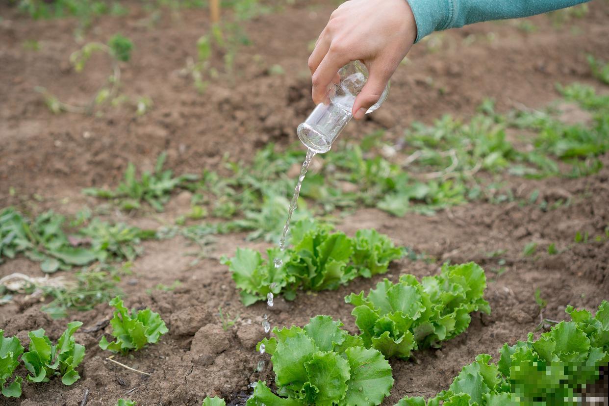 如果花僵苗了怎么办？