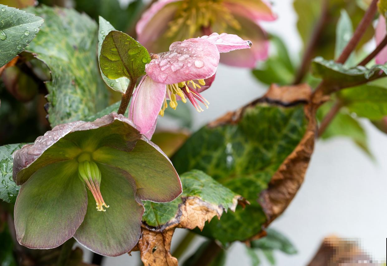 铁筷子用大盆还是小盆