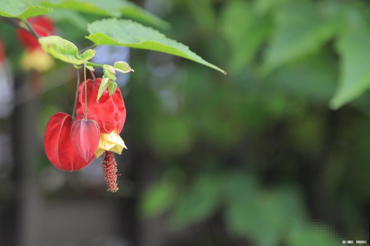 为什么灯笼树会发光