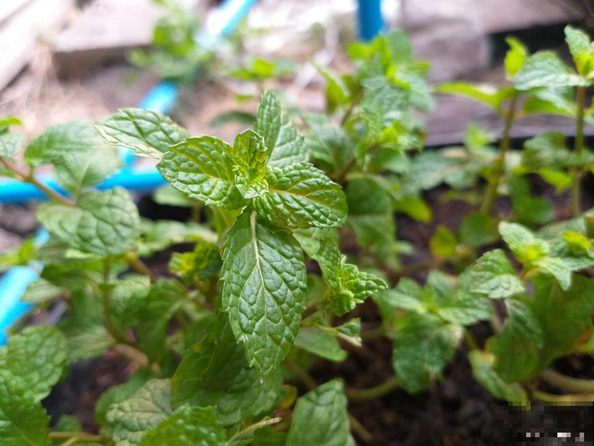 薄荷苗发黄怎么办