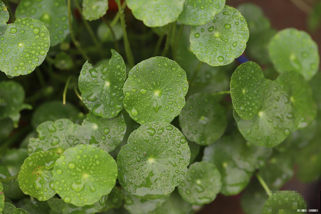 铜钱草怎么养好看 铜钱草怎么养好看