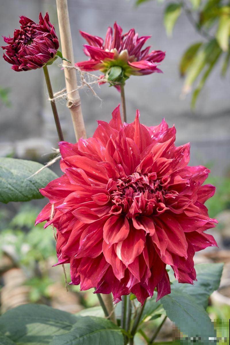 大丽花如何催芽？