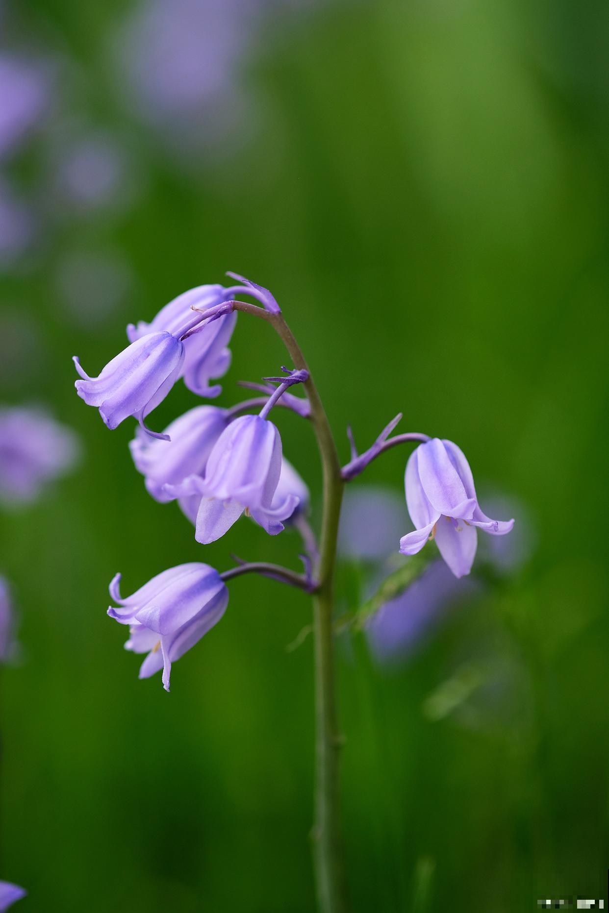 风铃草什么时候种
