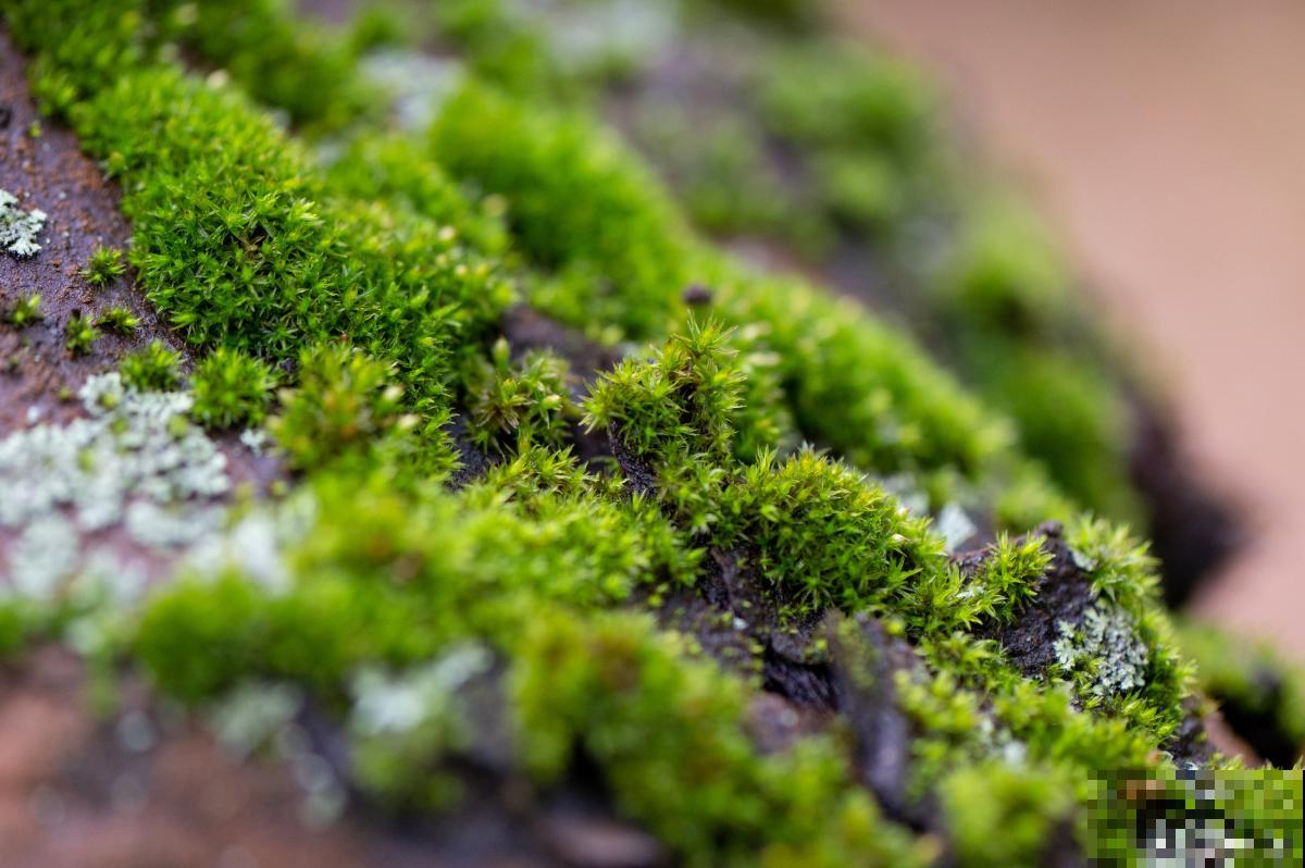 盆景苔藓怎么养护 盆景苔藓怎么养护