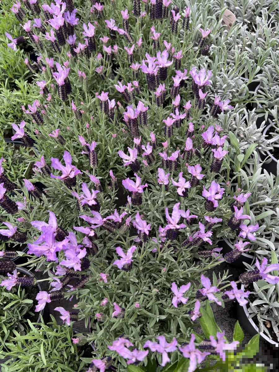 细叶萼距花怎么养