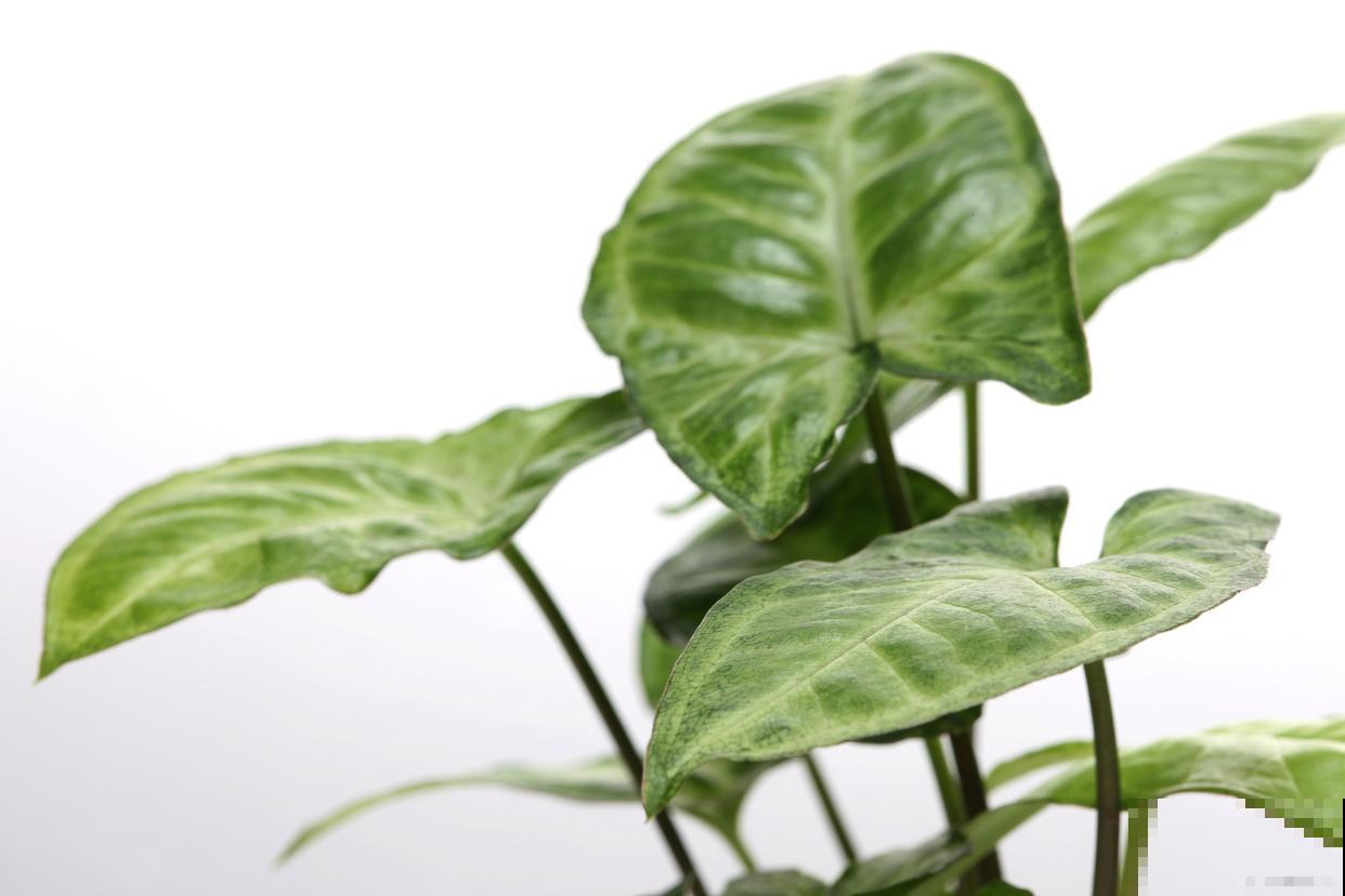 滴水观音开什么花