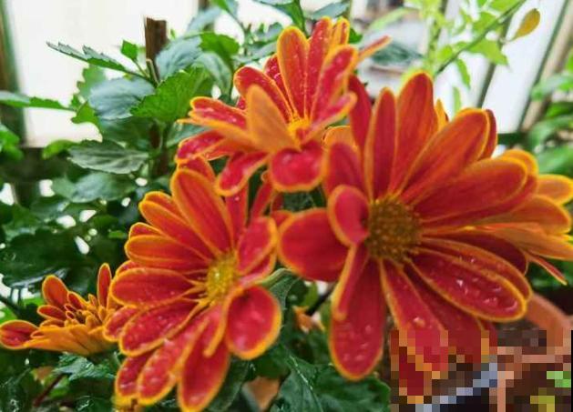 荷兰菊叶子蔫了，主要和这4点有关，及时处理还有救