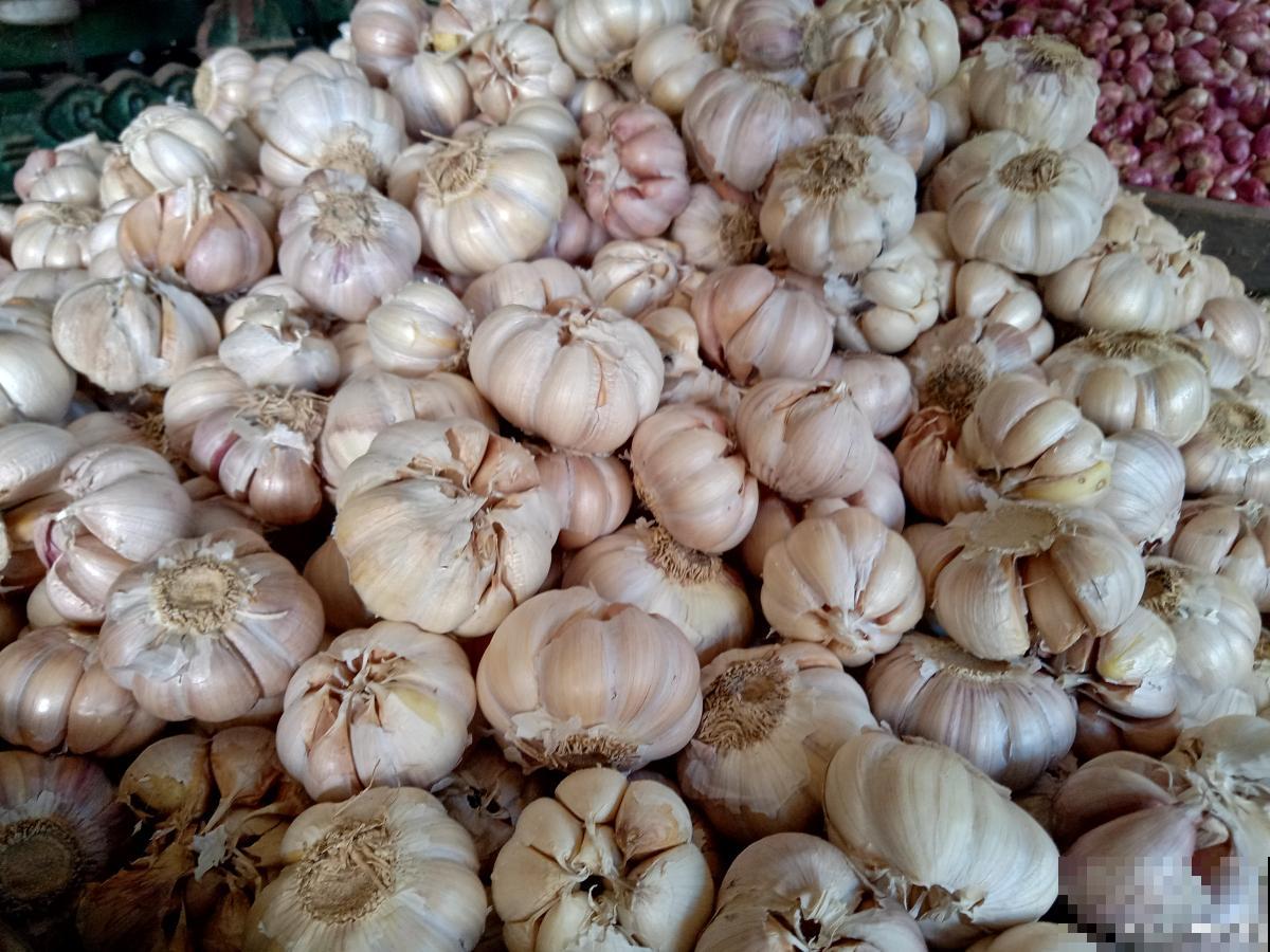 大蒜黄叶是怎么回事