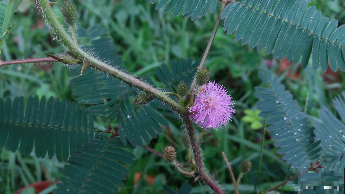 含羞草为什么能合拢叶子