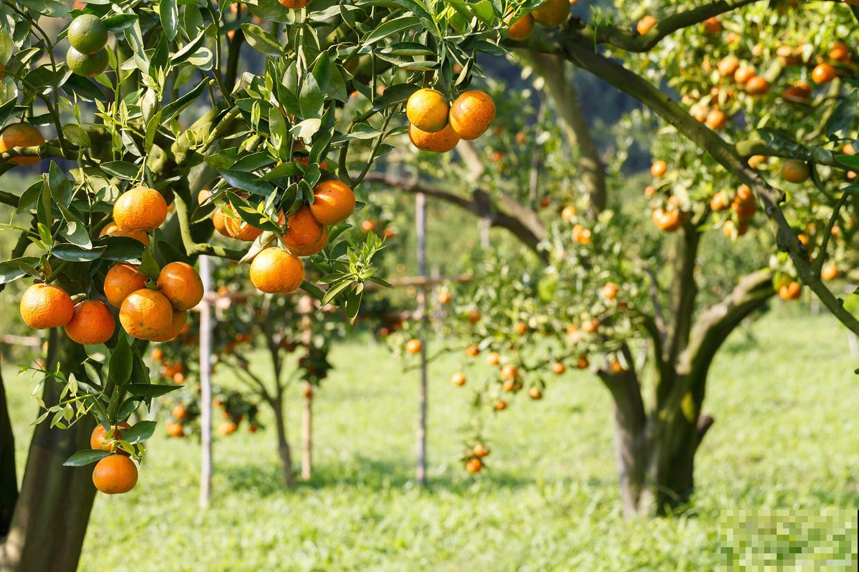 柑橘树施肥的正确方法 柑橘树施肥的正确方法