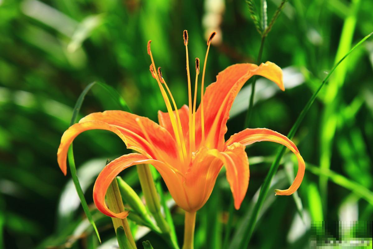 适合垂吊的花卉有哪些