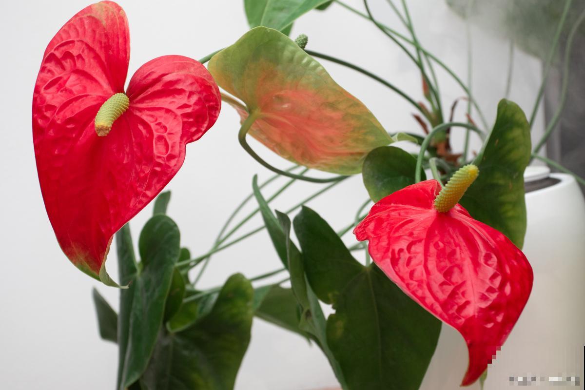 红掌花能开多久? 红掌花能开多久?