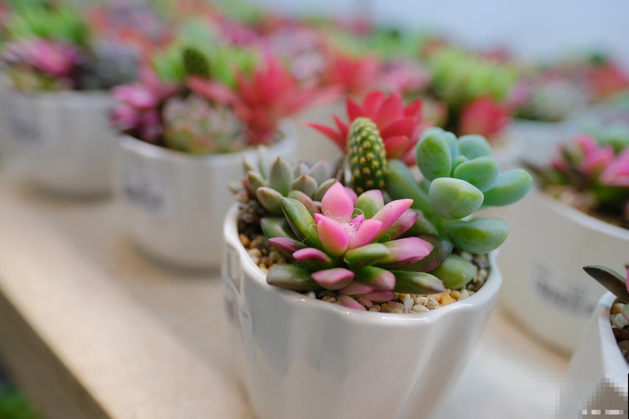 夏天怎么养多肉植物