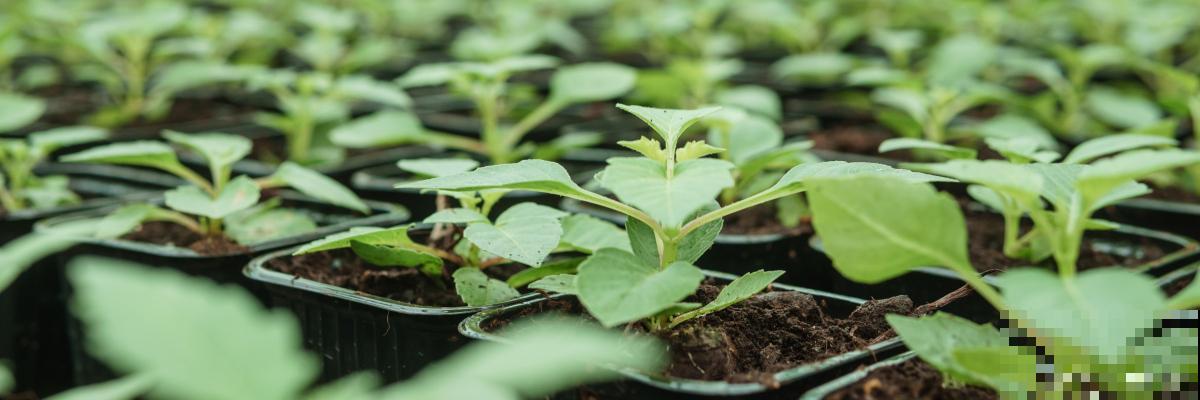 覆盆子怎么种植？