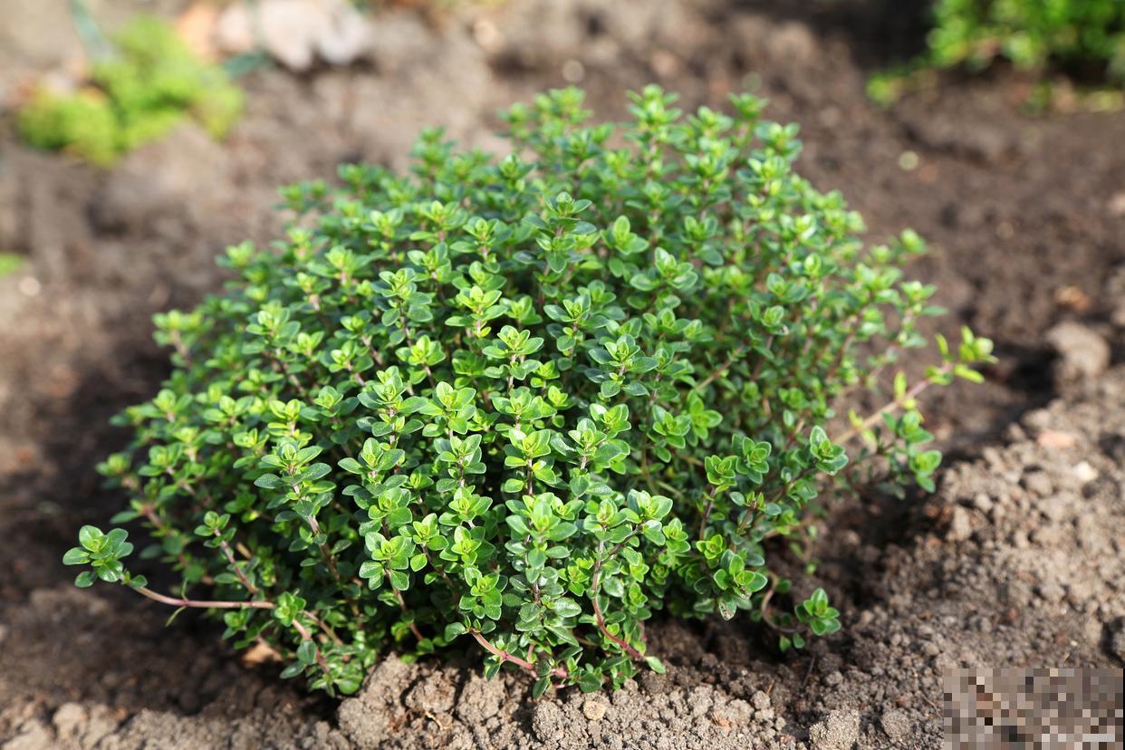 垂盆草冬天怎么养