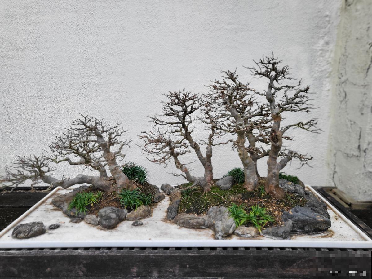 雀梅盆景如何修剪