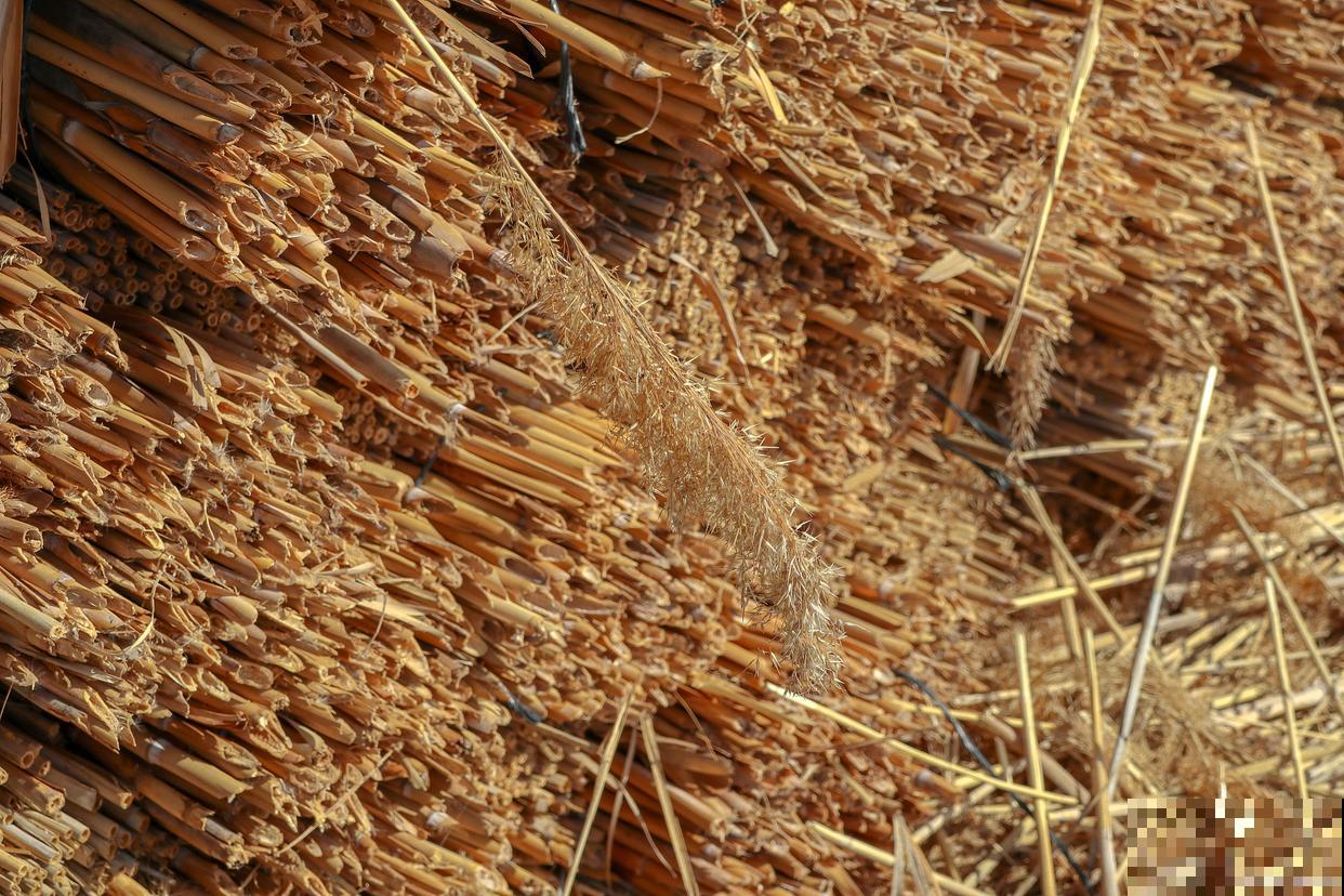 芦根是什么植物的根