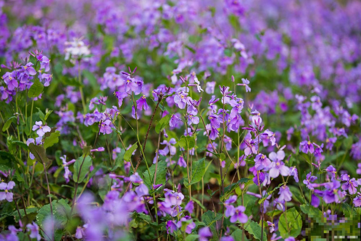 二月兰生长在什么地方