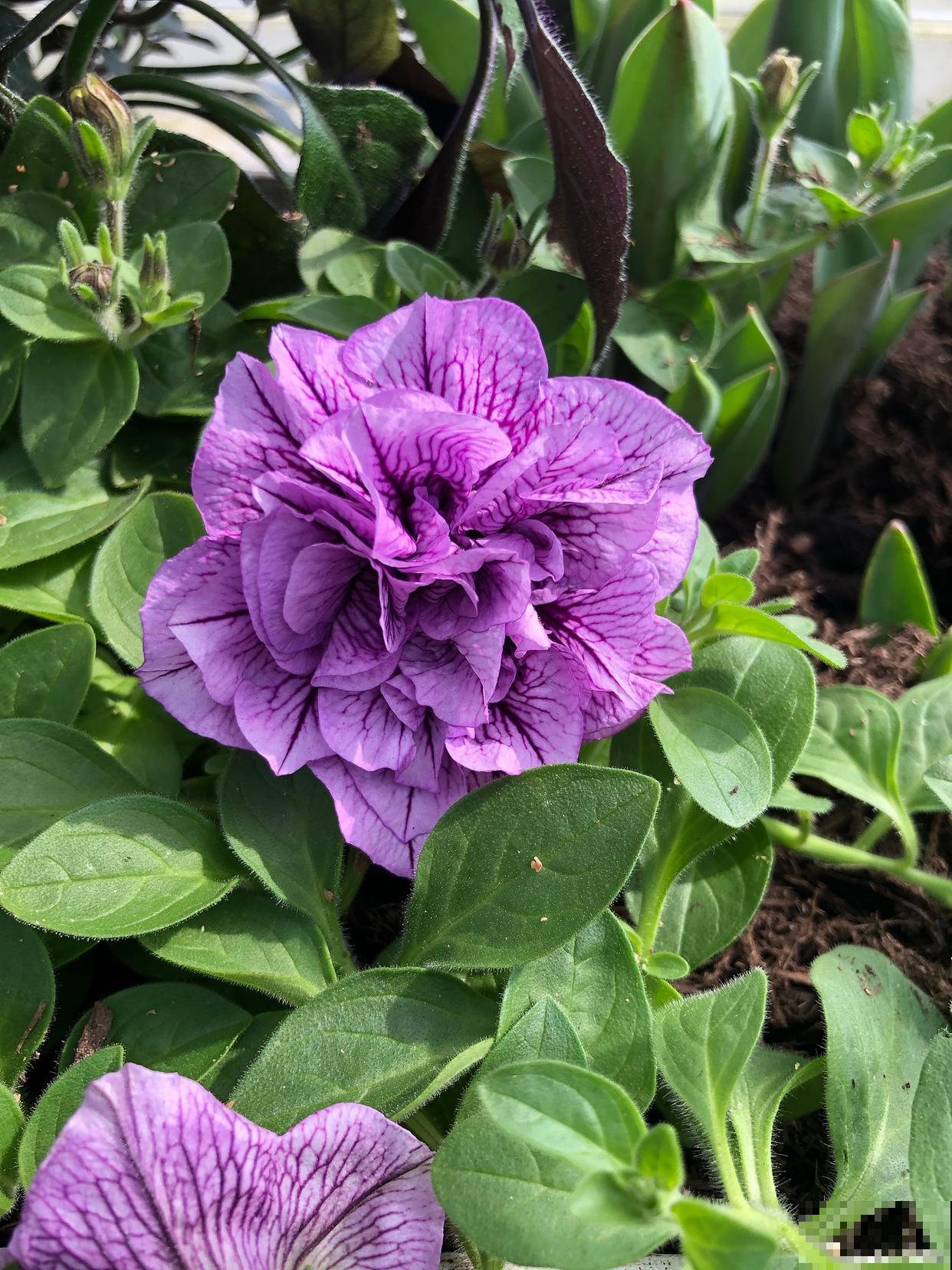 大岩桐花怎么修剪