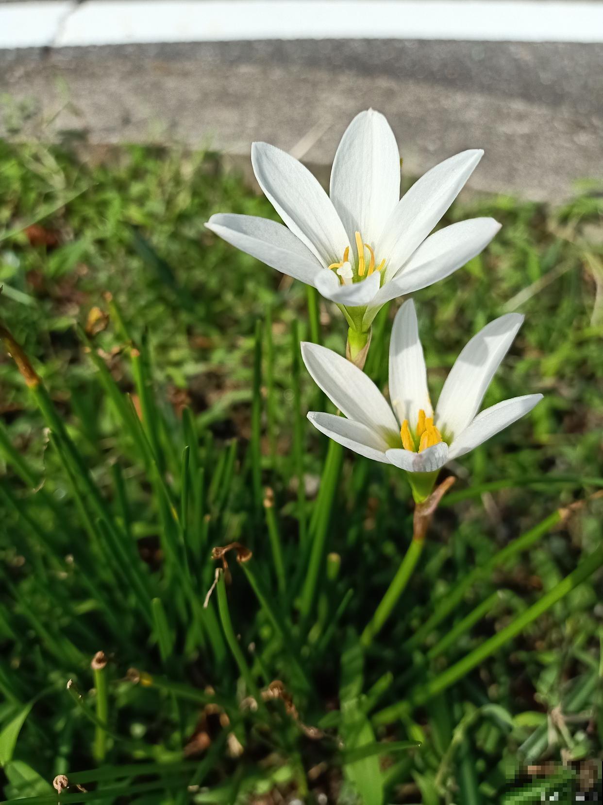 葱兰怎么养殖的？