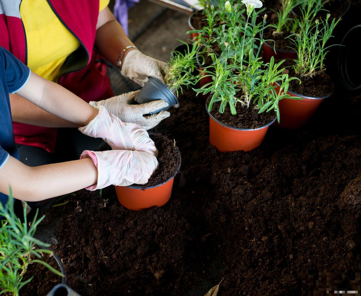 如何判断盆土积水 如何判断盆土积水