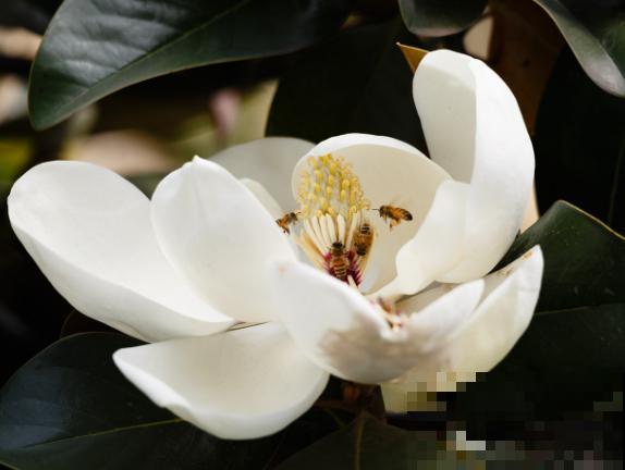 花籽要想保存明年种，这3点要知道，学会明年种提高发芽率