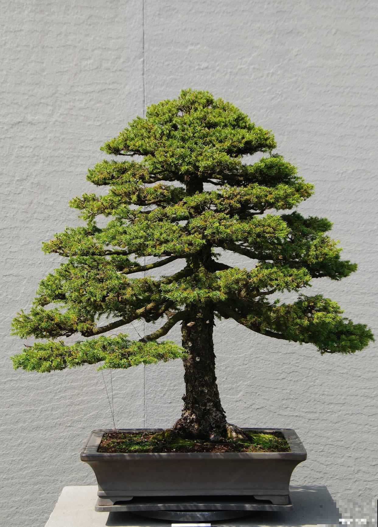 南洋杉盆景适合放在哪