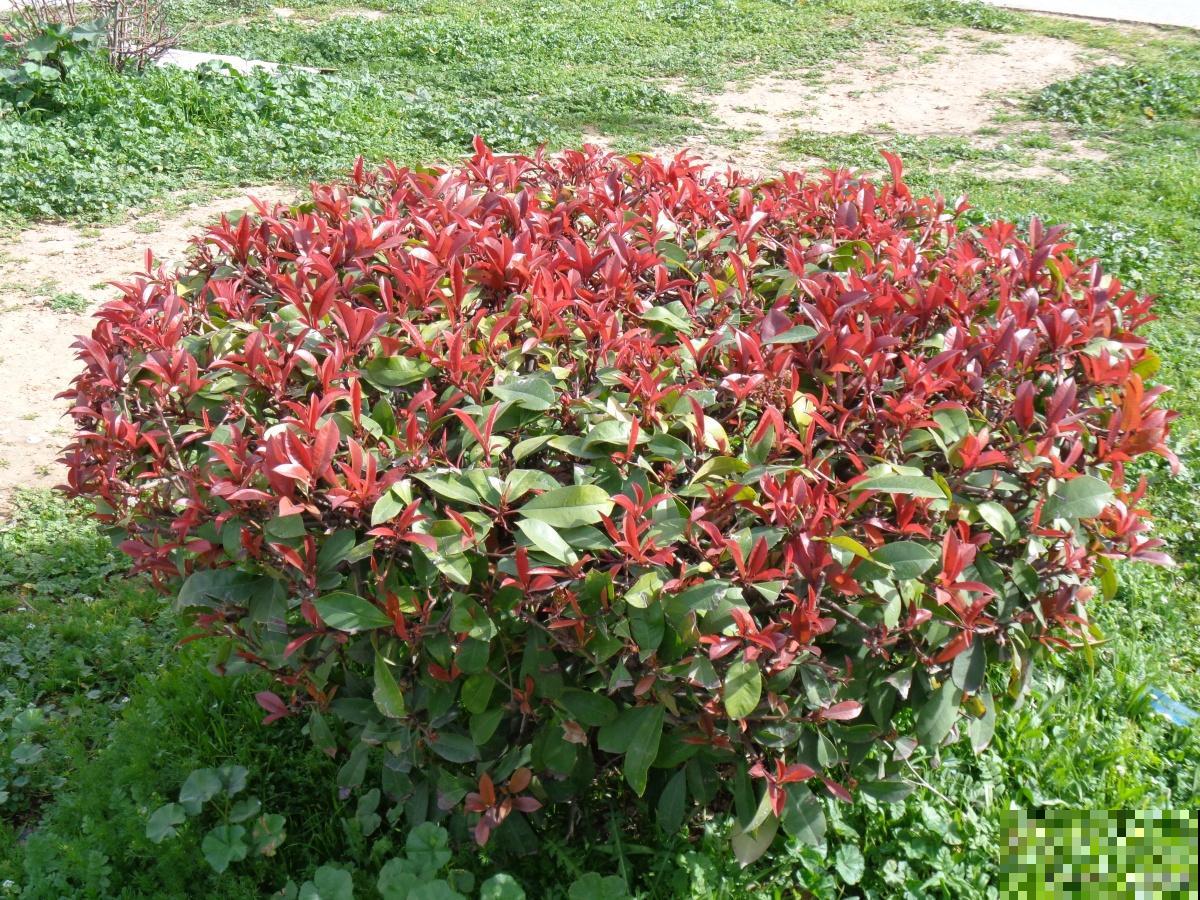 锦带花怎么样盆栽