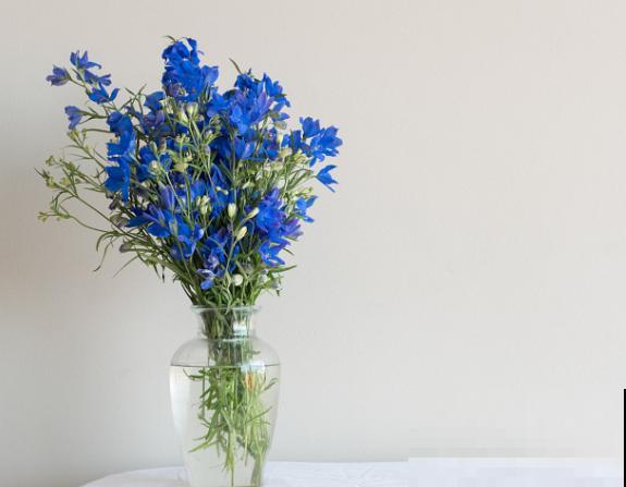 飞燕草种植简单，记住这4步，轻松种出