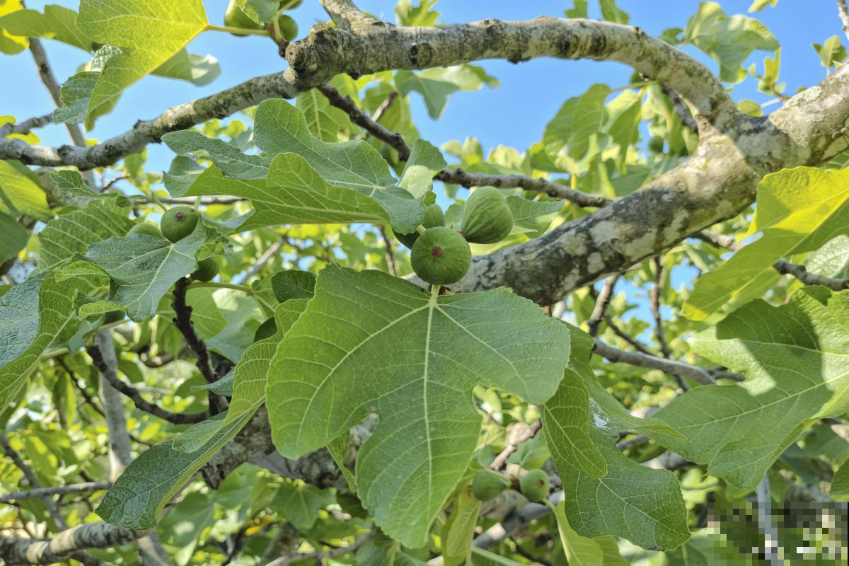 无花果树如何过冬 无花果树如何过冬