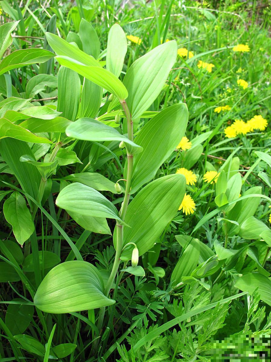 玉竹怎么分株移栽